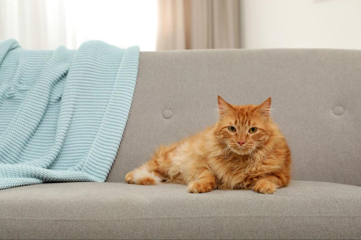 Friendly orange cat sitting on a grey sofa indoors next to a light blue blanket, representing pet-friendly sofa upholstery needs